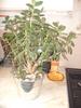 MONEY TREE PLANT, CUTTINGS.