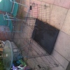 large fold up dogs cage