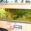 fish tank