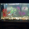 tropicle fish tank set up