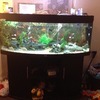 5ft juwel fishtank