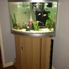 large fish tank