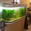 LAC planted aquarium with cabnet