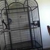 Large parrot cage