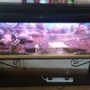 turtles and tank 4ft full setup