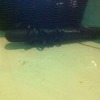 Remington Straightners.