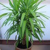 Indoor exotic plants for sale!!!