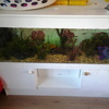 full tropical fish tank set up