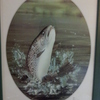 'Rainbow Trout ' signed , framed limited edition print