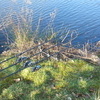 full carp set up