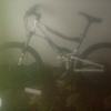 mongoose tecocali