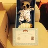 Baby Oleg