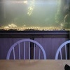fish tank aquarium