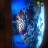 Marine fish tank