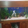 custom built large aquarium