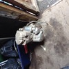 Quadzilla smc 170 engine withe loom and carbs