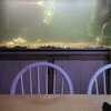 fish tank/ aqaurium