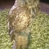 taxidermy  collection