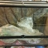 exo terra vivarium with full setup swap for fish tank