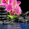 Zen music and related items