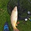 carp tackle wanted.descent rods and reel