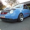 Very modified lupo