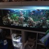 5ft fish tank and stand