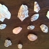 Sea Shells from the Caribbean
