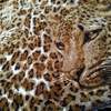 'SKILON' High Quality Leopard Throw