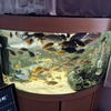 Bow fish tank