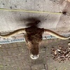 Taxidermy Highland bulls head