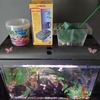 Fish tank