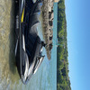 YAMAHA 1800 BIG SPEC STAGE 2 RIVA