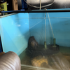 6ft fish tank+stand 2 tanks+rack