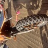 Ktm 200 exc