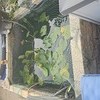 Large watter lilly